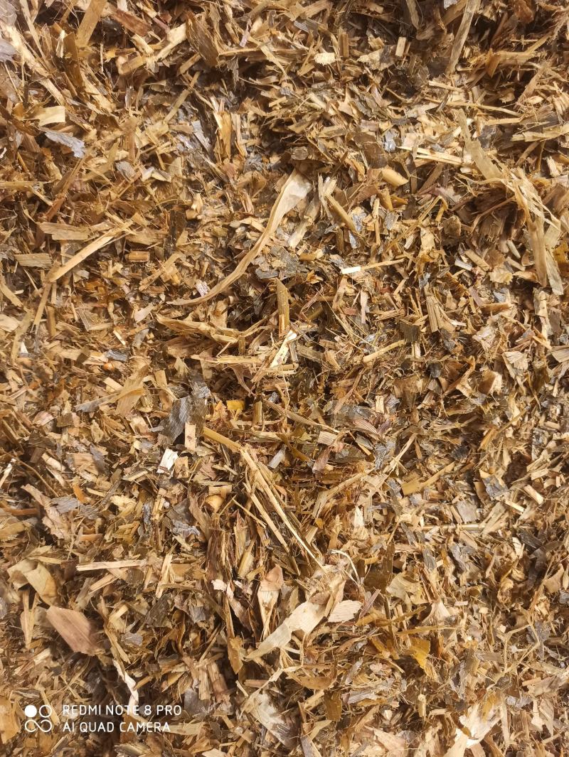 常年出售牛羊优质青储牧草不打水无土无膜无梅变