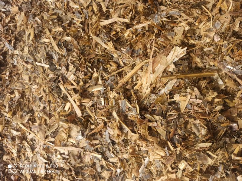 常年出售牛羊优质青储牧草不打水无土无膜无梅变