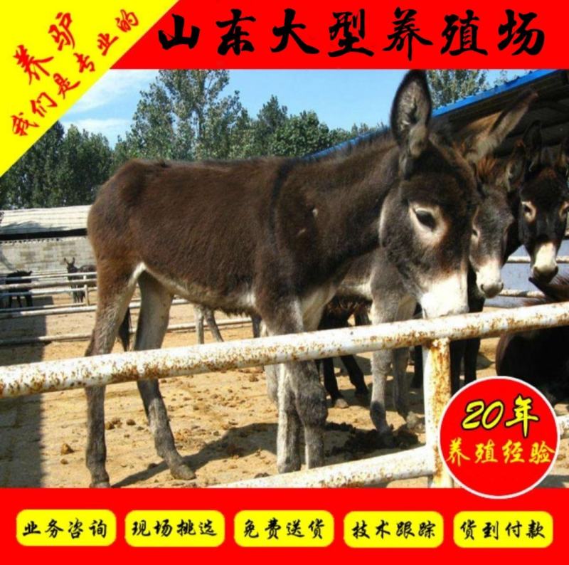 德州驴包活肉驴包回收种驴免费送货毛驴包技术