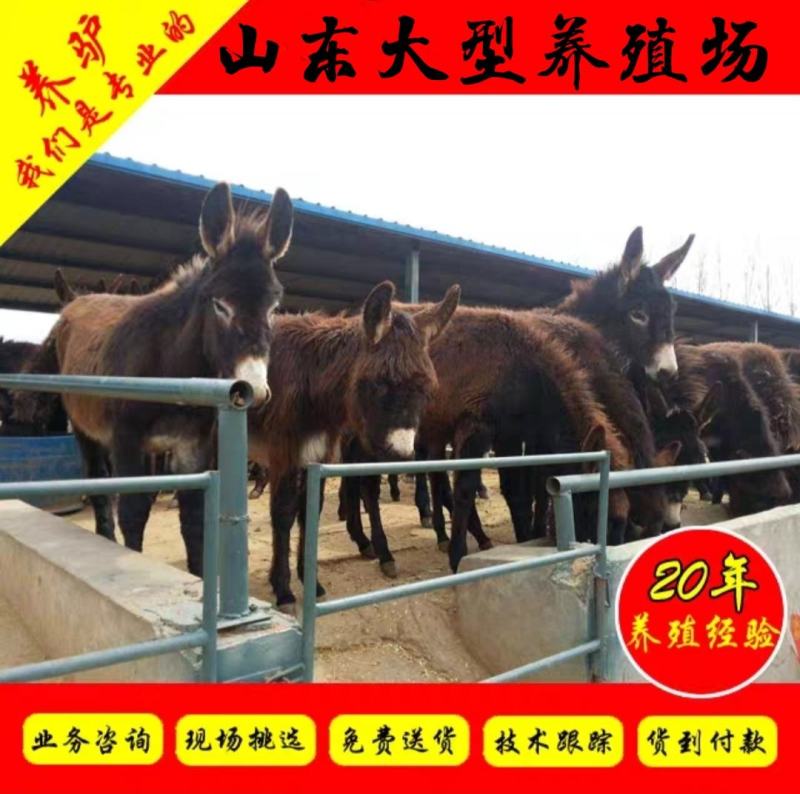 德州驴包活肉驴包回收种驴免费送货毛驴包技术