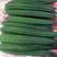 绿宝16号长丝瓜，生长旺盛，产量高