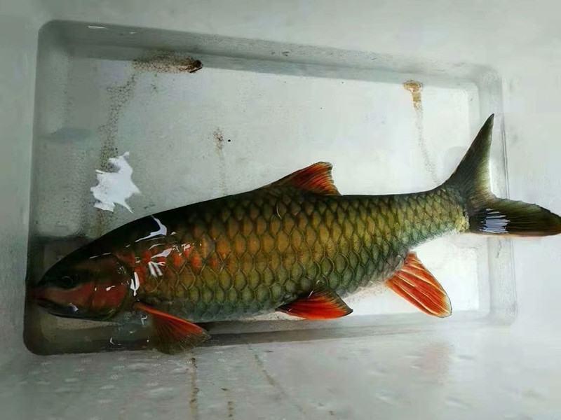 青竹鱼军鱼常年供应商品鱼和鱼苗销售
