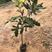坚果苗澳洲坚果嫁接树苗带土带叶营养杯苗地栽盆栽庭院种植