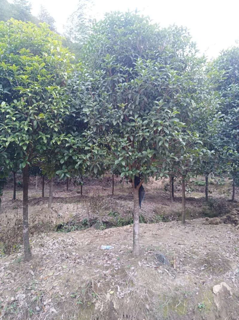 桂花2------16公分，具体价按要求定价，有需要详谈