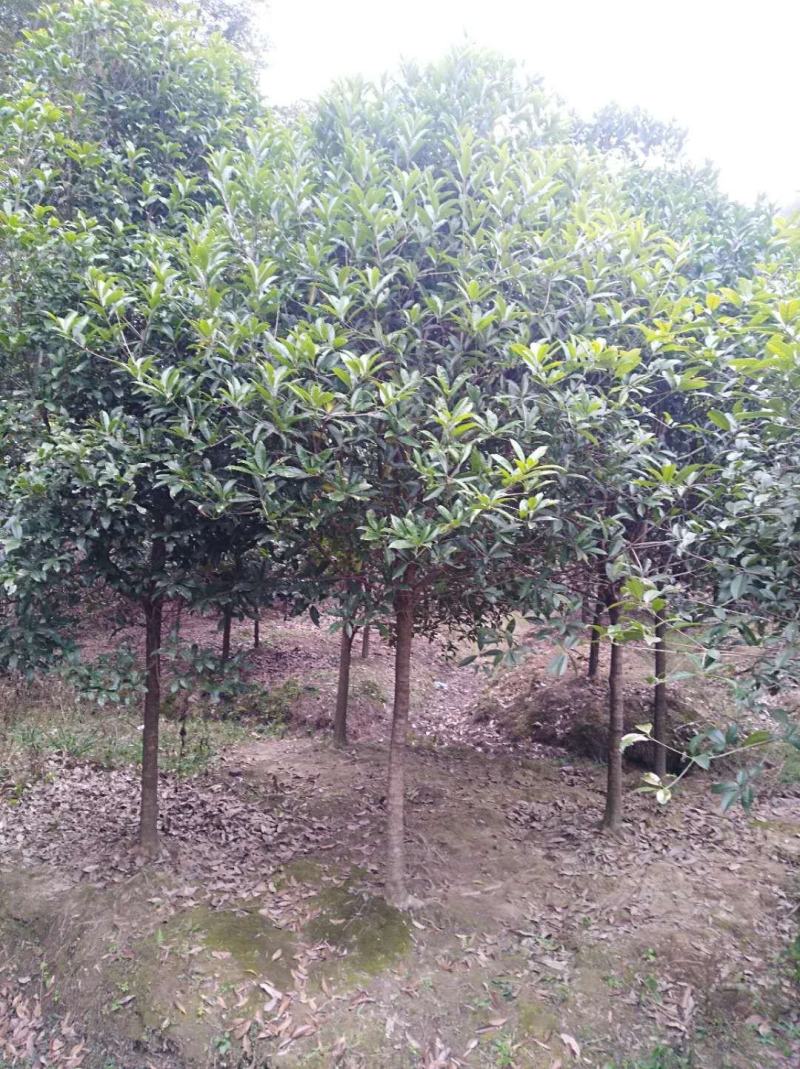 桂花2------16公分，具体价按要求定价，有需要详谈