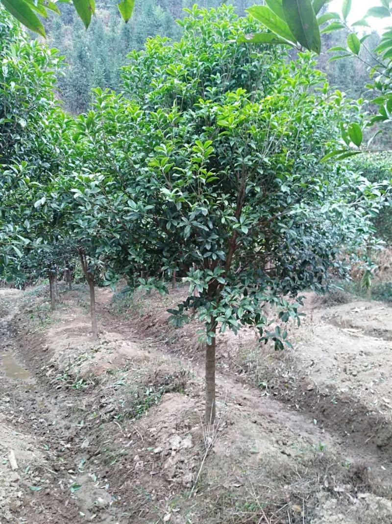 桂花2------16公分，具体价按要求定价，有需要详谈