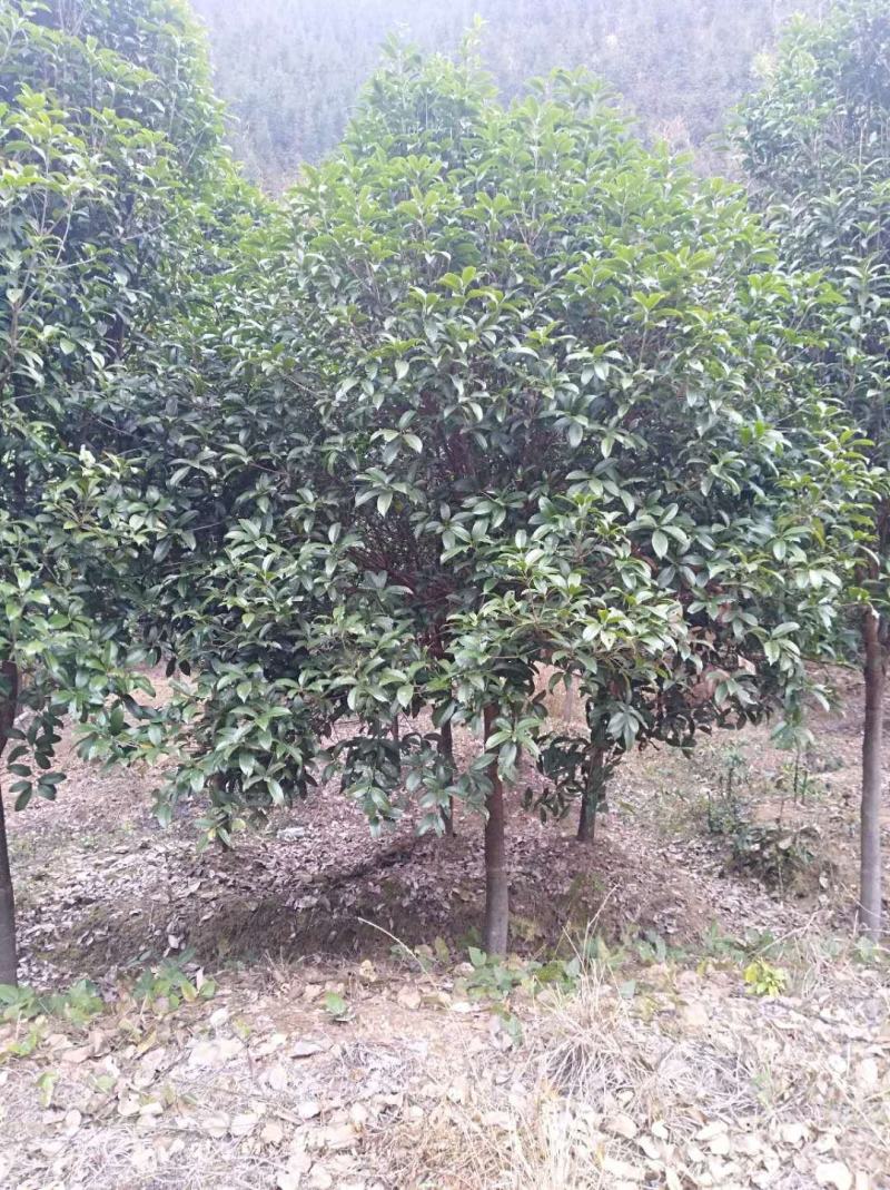 桂花2------16公分，具体价按要求定价，有需要详谈