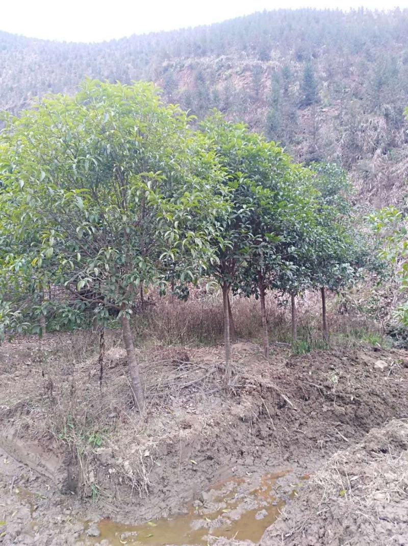 桂花2------16公分，具体价按要求定价，有需要详谈