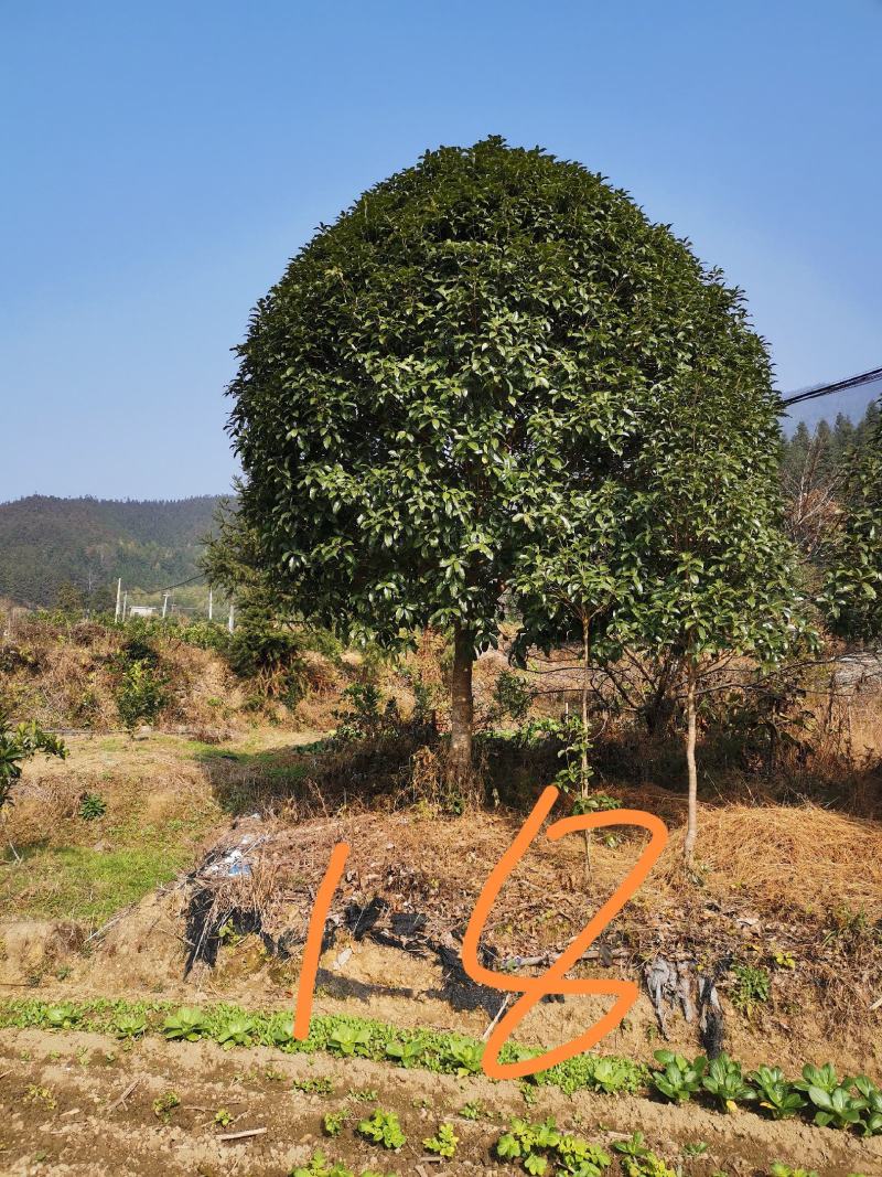 桂花2------16公分，具体价按要求定价，有需要详谈