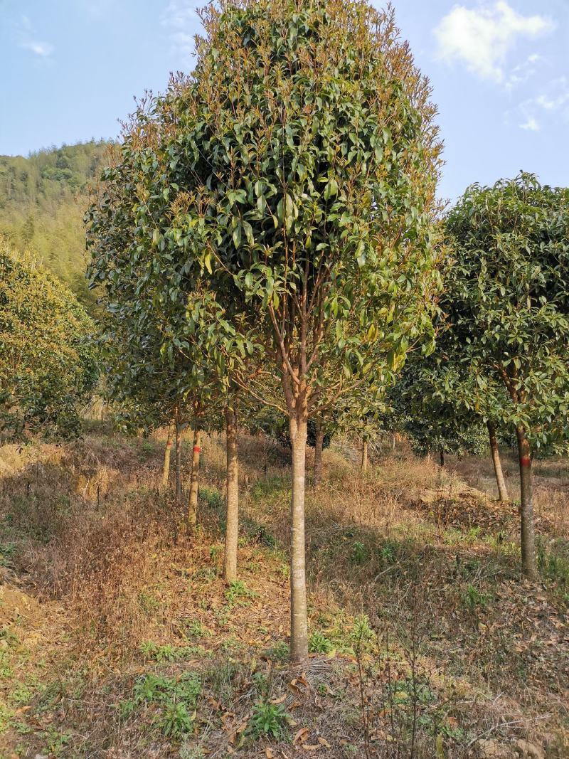 桂花2------16公分，具体价按要求定价，有需要详谈