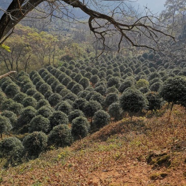 桂花2------16公分，具体价按要求定价，有需要详谈