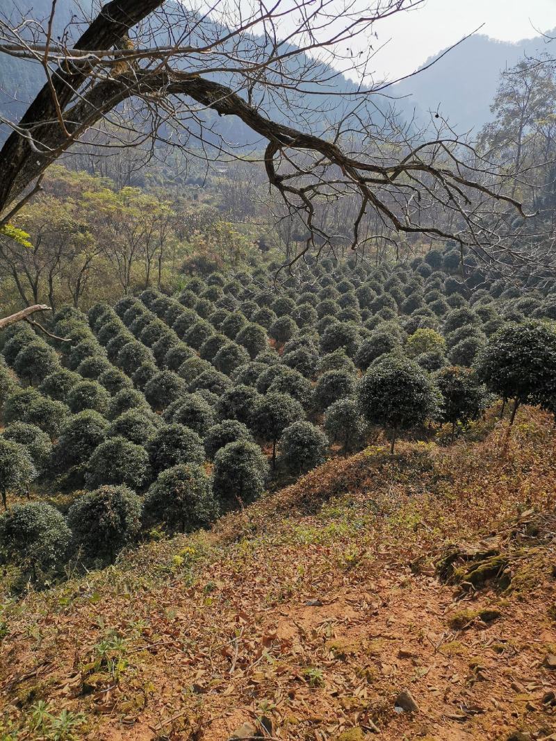 桂花2------16公分，具体价按要求定价，有需要详谈