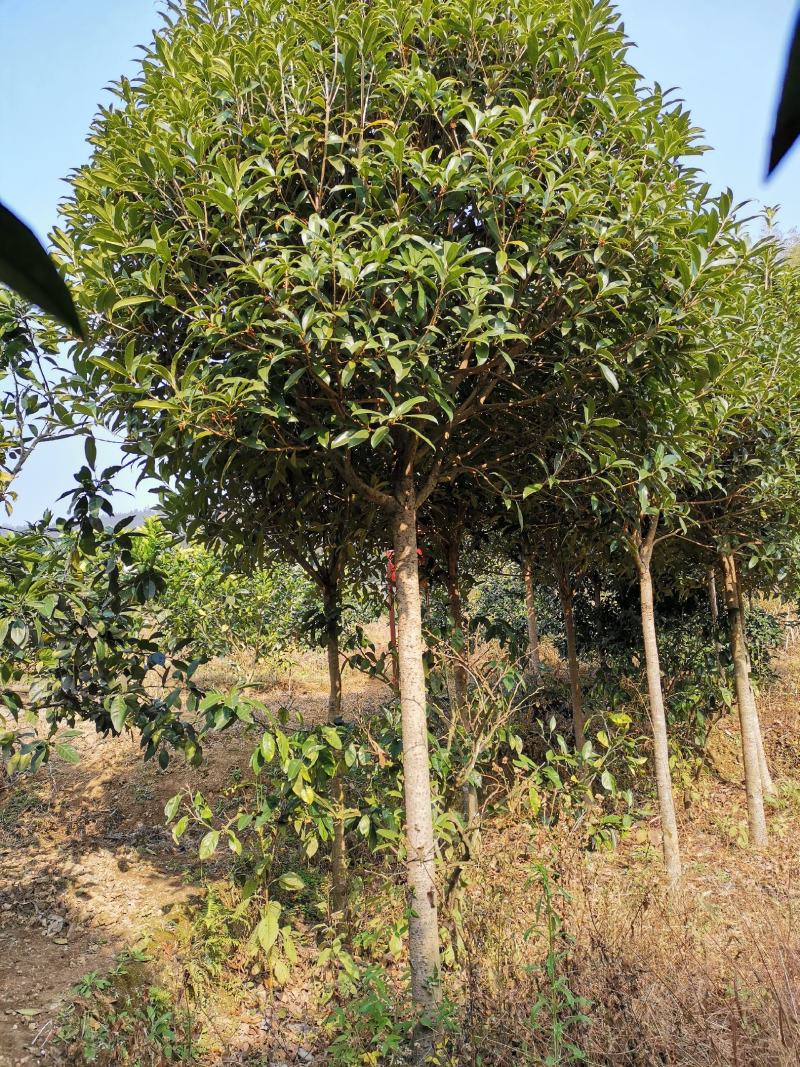桂花2------16公分，具体价按要求定价，有需要详谈