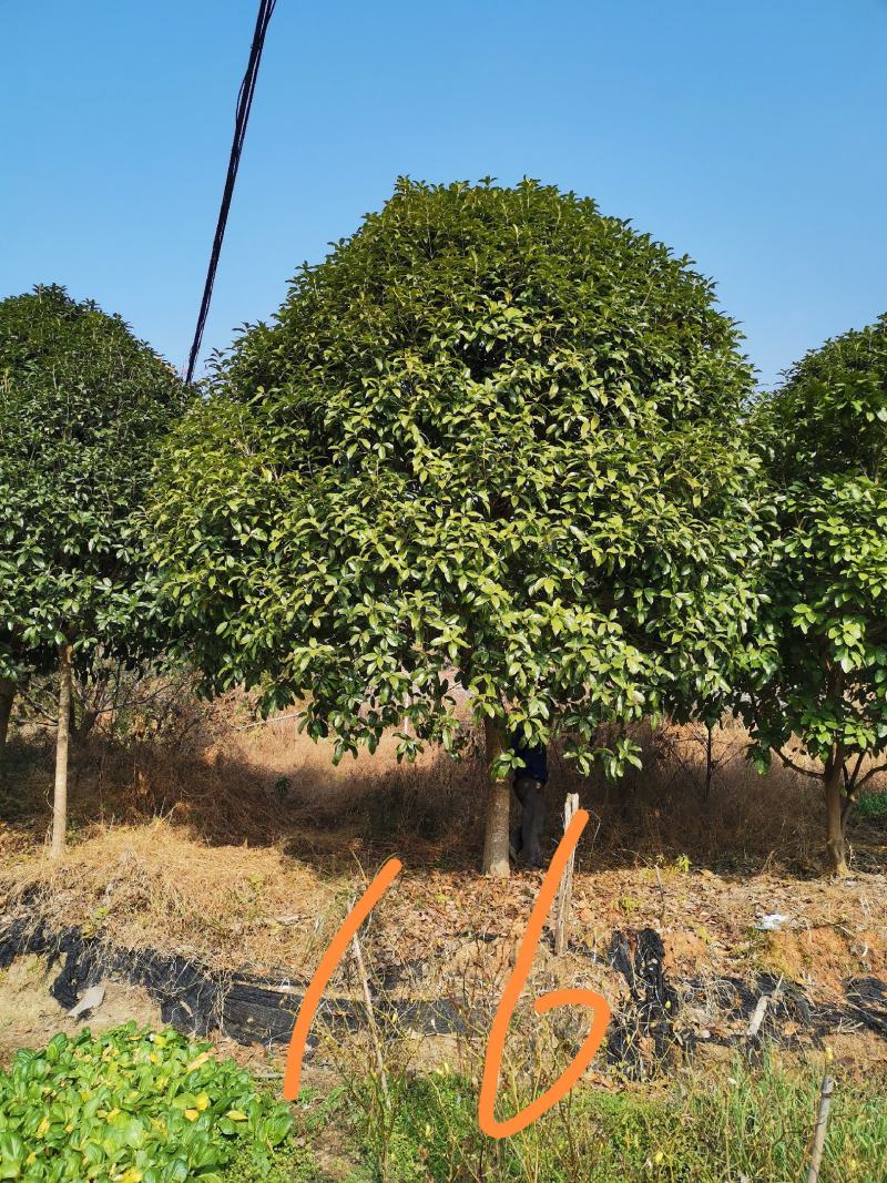 桂花2------16公分，具体价按要求定价，有需要详谈