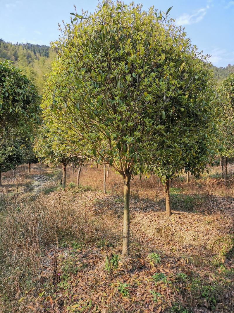 桂花2------16公分，具体价按要求定价，有需要详谈