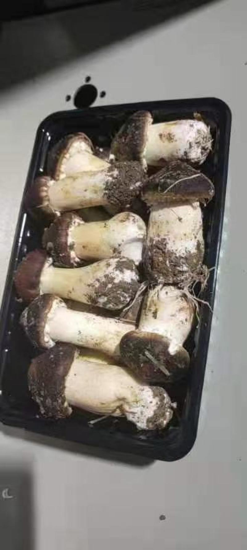 食用菌大全，商超平台看过来