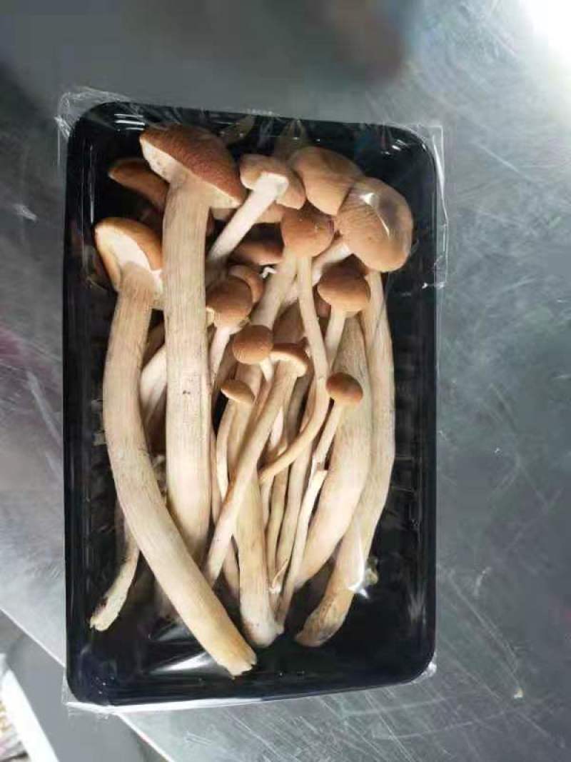 食用菌大全，商超平台看过来