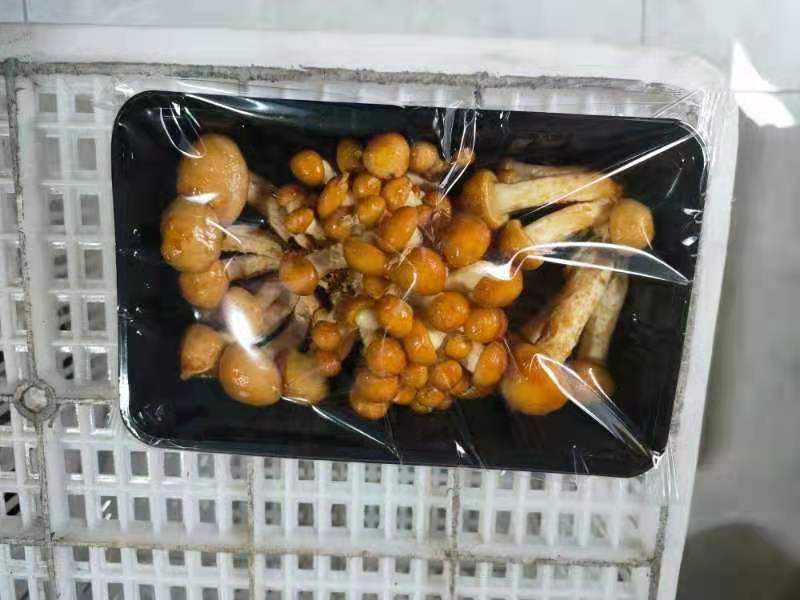 食用菌大全，商超平台看过来