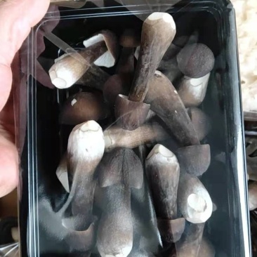 食用菌大全，商超平台看过来