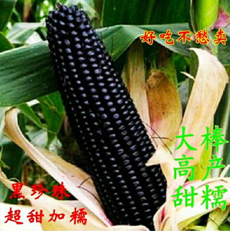红甜糯玉米彩甜糯玉米黑美人黑玉米（可做种）
