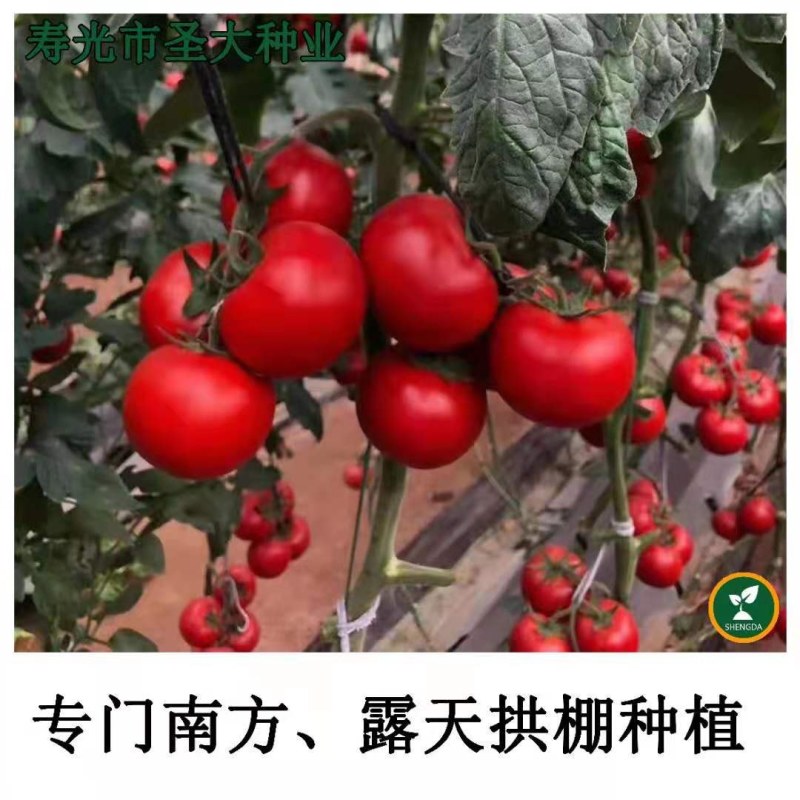 杂交一代大红番茄种子单果280克耐高温***南方露地拱棚