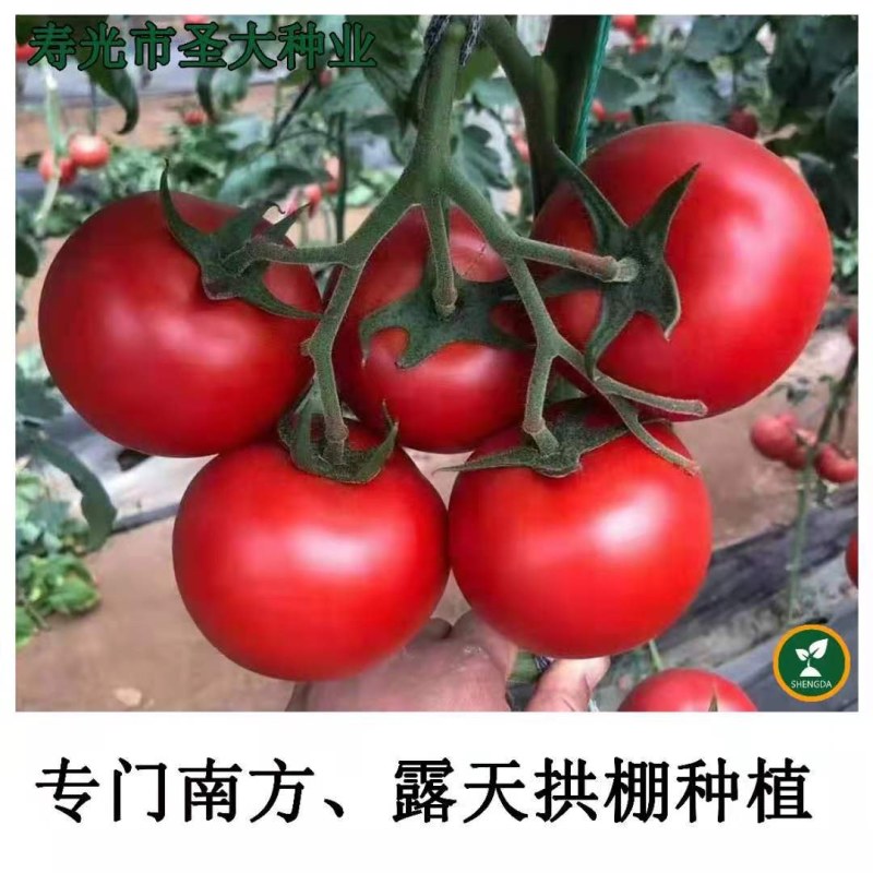 杂交一代大红番茄种子单果280克耐高温***南方露地拱棚