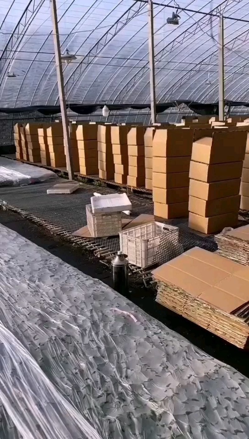 嫁接黄瓜苗高产绿油量黑油量密刺绿瓤条顺直易管理
