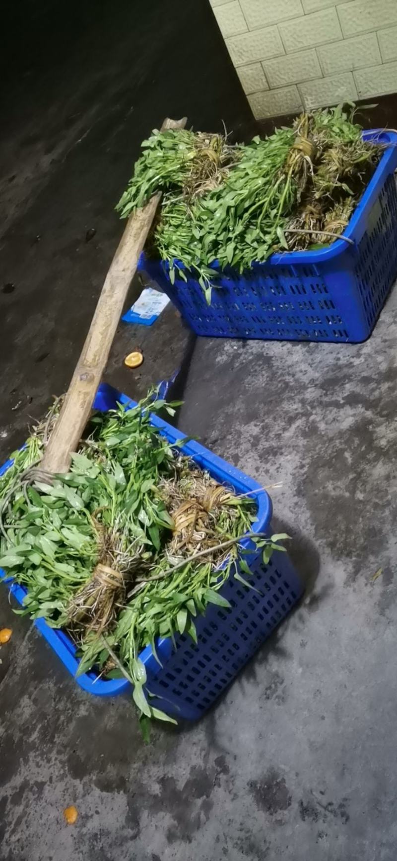 基地直销空心菜老杆种苗露天空心菜苗干土种苗