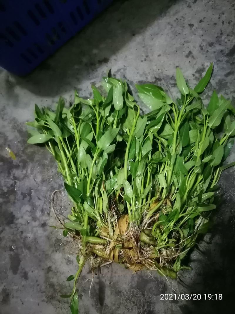 基地直销空心菜老杆种苗露天空心菜苗干土种苗