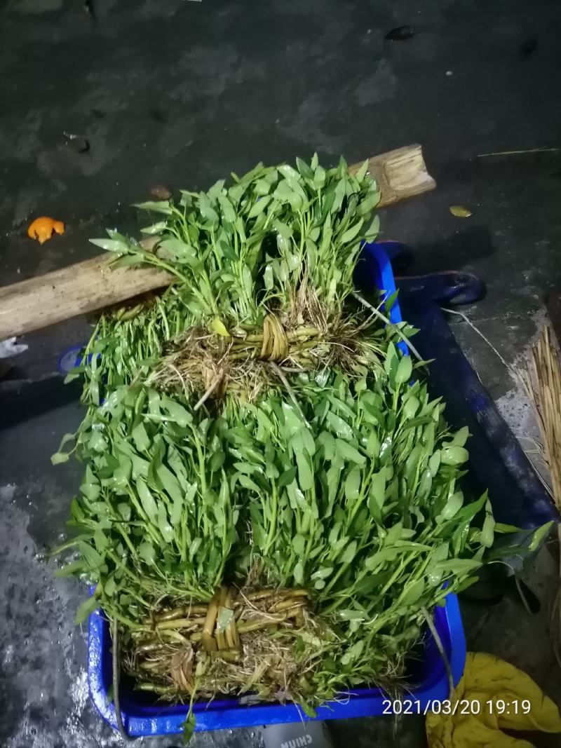 基地直销空心菜老杆种苗露天空心菜苗干土种苗