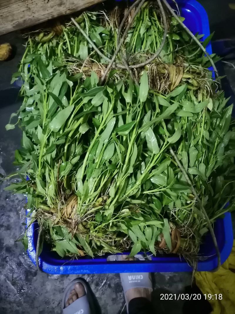 基地直销空心菜老杆种苗露天空心菜苗干土种苗