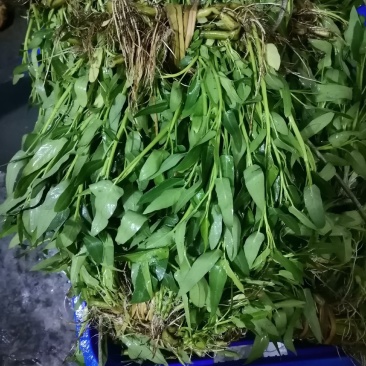 基地直销空心菜老杆种苗露天空心菜苗干土种苗