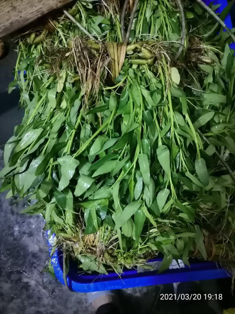 基地直销空心菜老杆种苗露天空心菜苗干土种苗