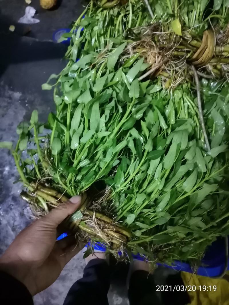 基地直销空心菜老杆种苗露天空心菜苗干土种苗