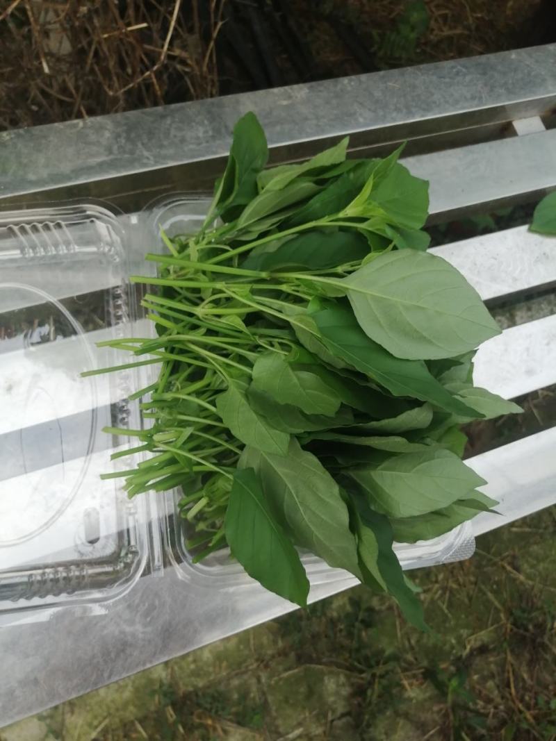 血通菜，贵妃菜，绿线叶