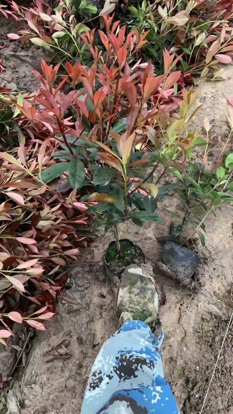 红叶石楠，红叶石兰苗，规格齐全，质量，有保障
