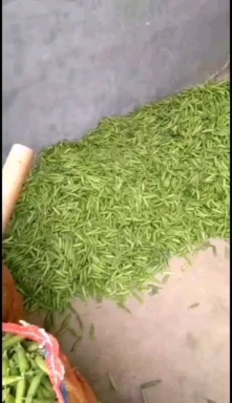 【优质青豌豆】豌豆荚饱满5~6cm，全国发货量大价优