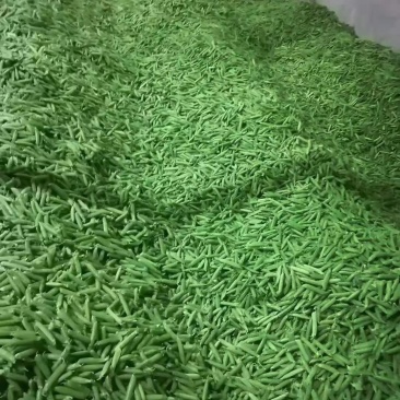 【优质青豌豆】豌豆荚饱满5~6cm，全国发货量大价优