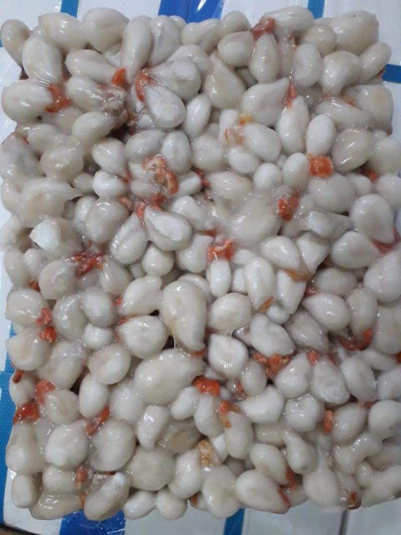 墨鱼差蛋原料，打丸做饼专用