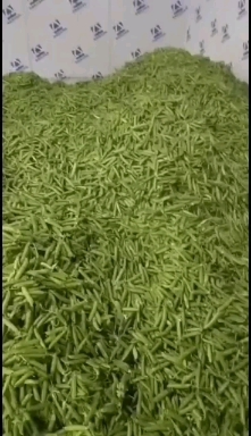 【热销】豌豆大量供应，欢迎老板电话联系，长期合作伙伴
