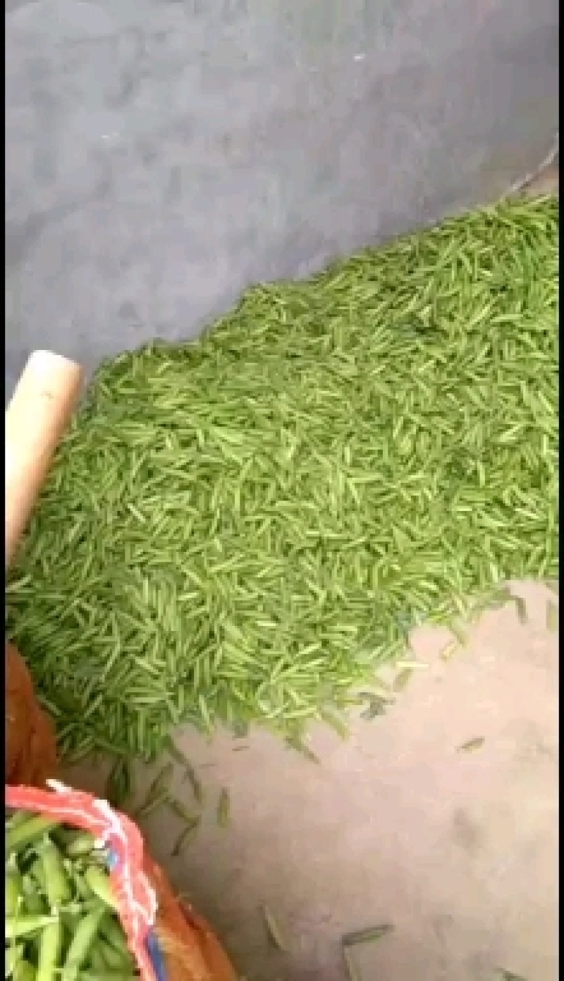 【热销】豌豆大量供应，欢迎老板电话联系，长期合作伙伴