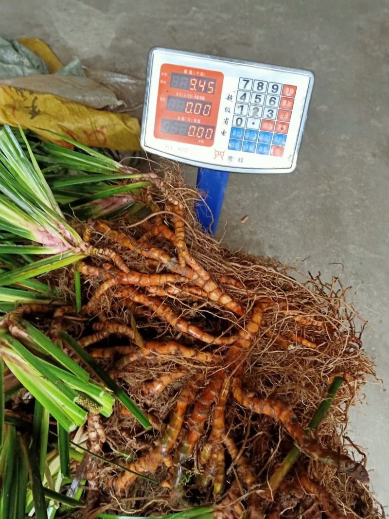 批发黄精苗随时要随时有你一天10万苗