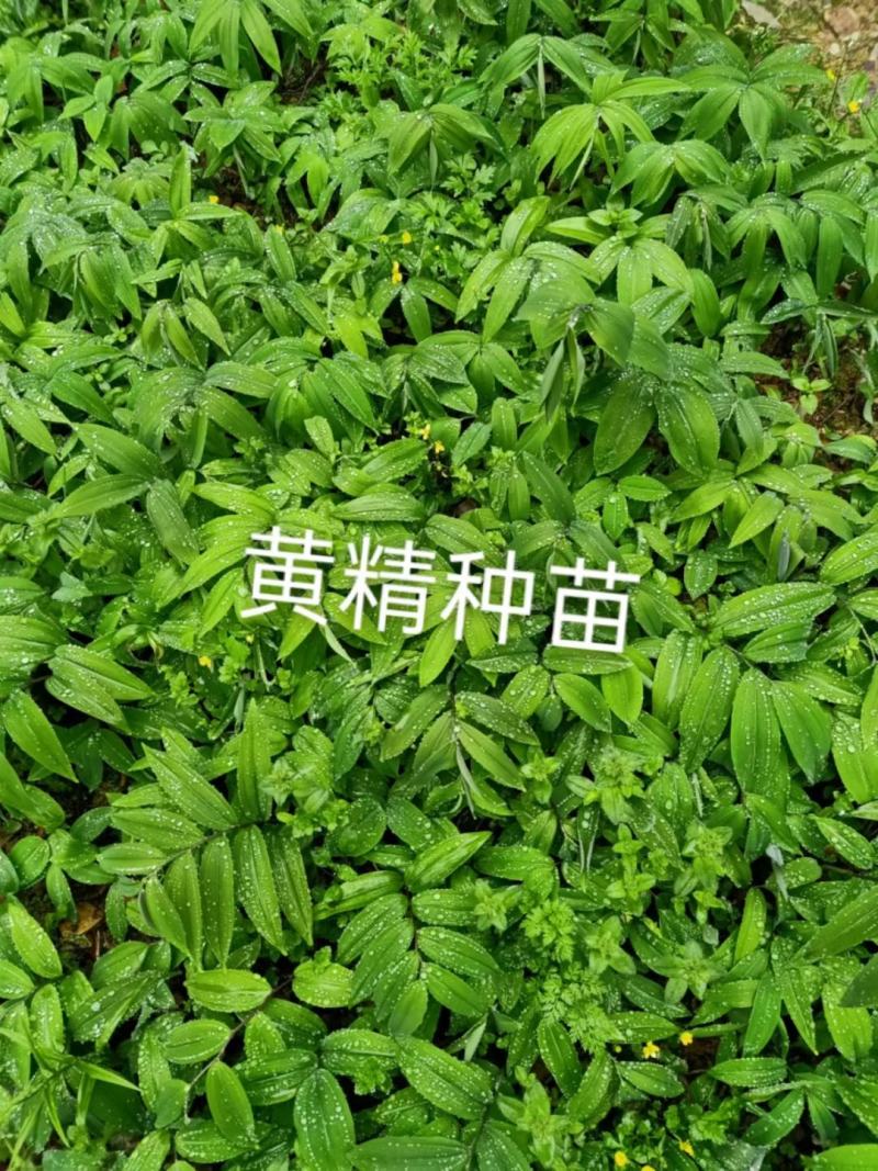批发黄精苗随时要随时有你一天10万苗