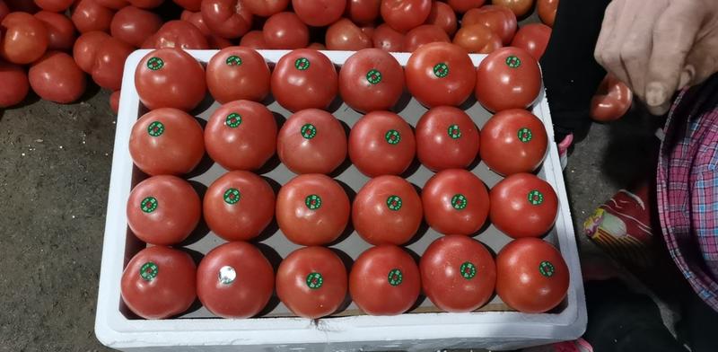 山东临沂费县精品硬粉西红柿大量上市欢迎前来采购！！！