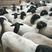杜泊绵羊，全国各地都适合养殖，两只以上包发货。