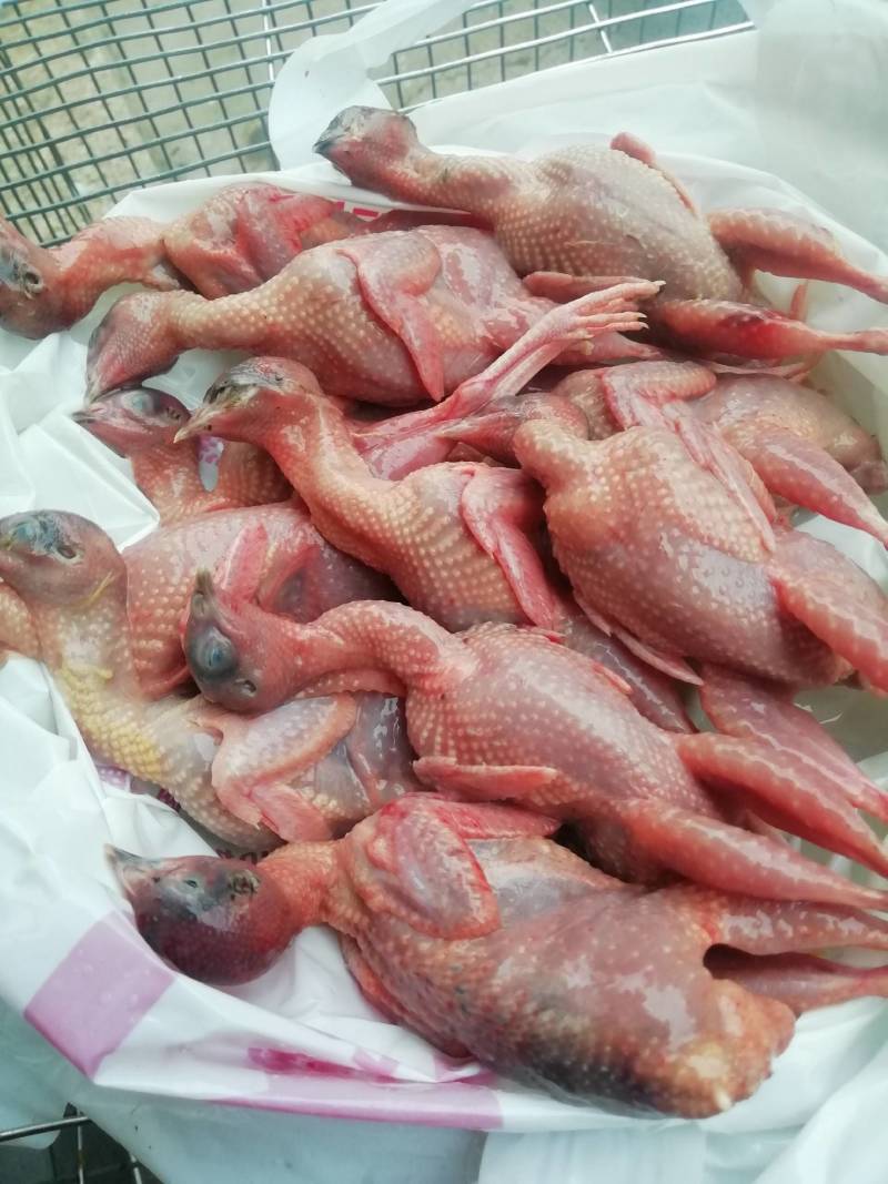 芦丁鸡肉（宰杀净膛芦丁鸡）