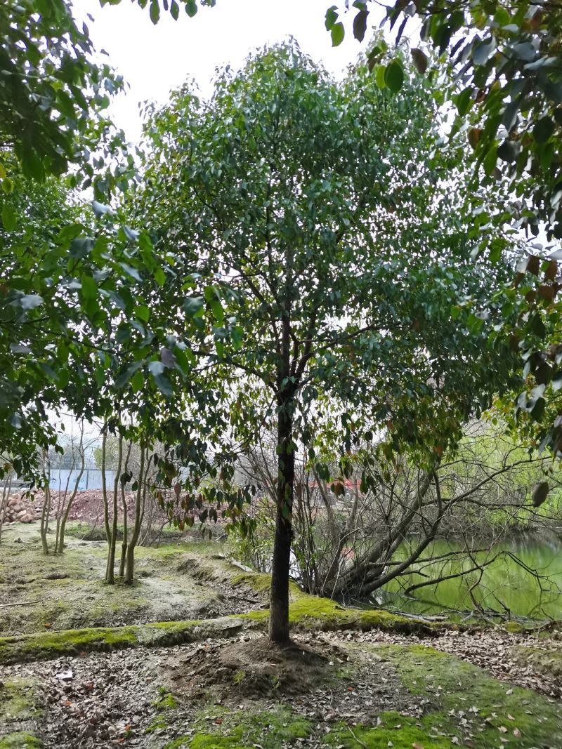 12-30公分香樟，树形优美，价格实惠！