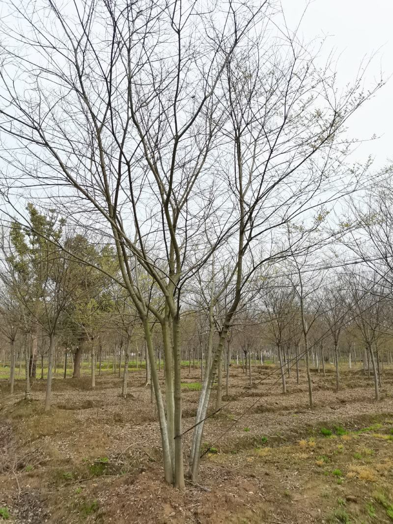 4-22公分单杆朴树，丛生朴树