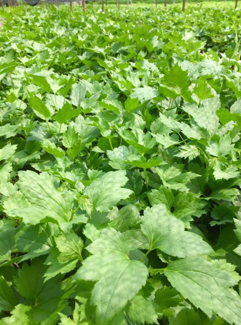 升麻苗山野菜苦嫩芽苗升麻种苗山野菜种苗