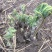 升麻苗山野菜苦嫩芽苗升麻种苗山野菜种苗